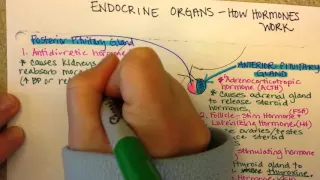 Endocrine Organs and their products, Part 1