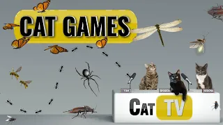 Cat Games | Ultimate Cat TV Bugs and Butterflies Compilation | Videos for Cats to Watch🐱