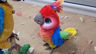 Как поющий Кеша будет общаться с попугаем Кешой (интерактивные игрушки furreal friends)
