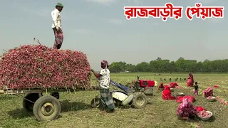 দেশ সেরা রাজবাড়ীর পেঁয়াজ || Panorama Documentary