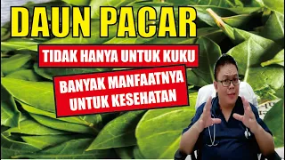 DAUN PACAR............. TIDAK HANYA UNTUK KUKU, BANYAK MANFAATNYA UNTUK KESEHATAN