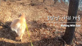 가비와짧은등산 | 모담산 | 골든리트리버와 산책 | 대형견과등산 | Walking with Golden Retriever | Walking with the dog.