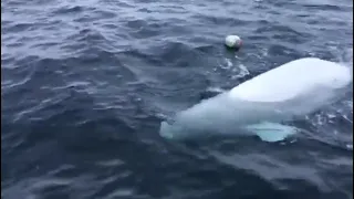 This Playful Beluga Whale Fetching A Rugby Ball
