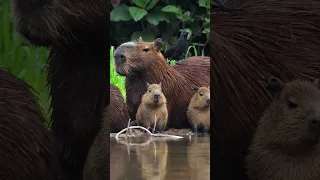 Большой добродушный зверь Капибара — Голос водосвинки