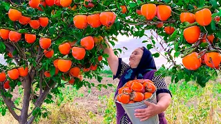 Harvesting Fresh Red Persimmons and Keeping Them For Winter!