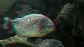 predatory fish 3D anaglyph