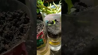 Try hydroponics planting, I used 1 liter pet bottles