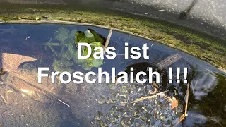 Irre ! Froschlaich im Gartenteich Teil1 - Jetzt kommen die Kaulquappen  -