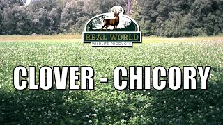 Real World's Clover Chicory Blend!   Don't settle for just another clover product!