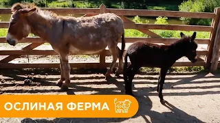 Ослиная Ферма. Как Ухаживать за Ослами?