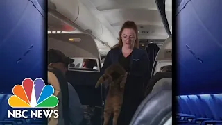 Flight attendant helps cat find owner mid-flight