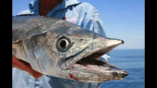 எஸ்கேப் ஆன மீனை தந்திரமாக பிடிக்கும் காட்சி I Catching a Kingfish When It Tries to Escape.@Zone90YT