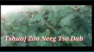 Tshuaj Zoo Neeg Tso Dab Tom     10-1-2022