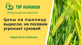 Цены на пшеницу выросли, но посевам угрожает суховей. TOP Agrobook: обзор аграрных новостей