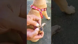 dog foot full of ticks