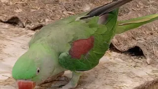 Cucumber 🥒 and Shimla march #parrots #subscribe #talkingparrots #ringneck #viral #parrotlovers#love