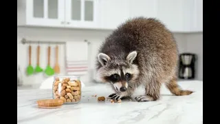 Raccoon Eat Cookies | Енот ест печенье | 浣熊吃饼干 | Raccoon Lovers | Любите енот