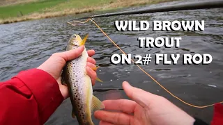 Fly Fishing for Wild Brownies!