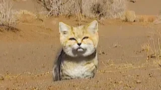 Sandy Cat In the depths of Iran's deserts