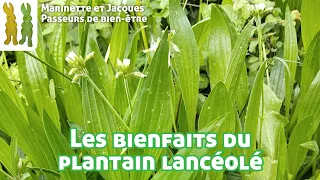 Les bienfaits du Plantain lancéolé - Plantago lanceolata - Les visites de Spagyrusz.