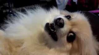 Pomeranian Attitudes