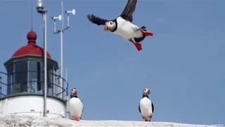 Dr. Stephen Kress: Puffins, Little Fish and Climate Change