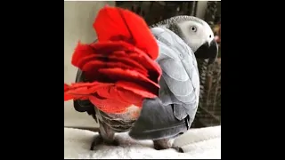 Говорящий попугай Гоша