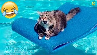 Funny Animal Videos 2023 😅 ~ Funniest Dogs and Cats Videos 😁 #189