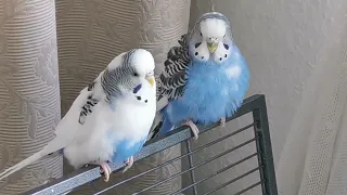 budgies talks to Owner  to stop feeling Lonely, 4k video🐦