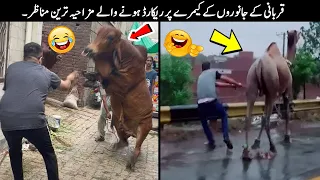 20 Qurbani Animals Funny Moments Caught On Camera