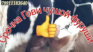 Срочна моли чушои зоти фуруши