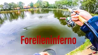 Forelleninferno oder Forellen aus dem Schwarm bei Wild NL: Forellenangeln in den Niederlanden