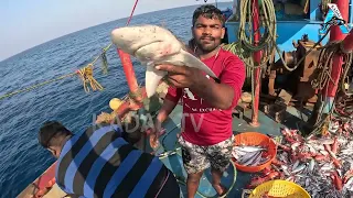 Anglers Fishing | Amazing Fast Tuna Fishing Skill, Catching Fish Big on The Sea @FISH_TV
