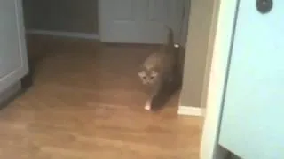 Cat missile attack