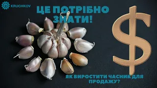 Як виростити часник для продажу? Це потрібно знати!