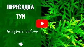 Пересадка Туи 🌲 Как правильно это сделать? 🌟 Советы от эксперта HitsadTV