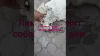 Астрахань,,лиман ,почта отравили собаку