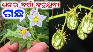 ଧନର ବର୍ଷା କରୁଥିବା ଗଛ,ଯୋଉଠି ମିଳୁଛି ଘରକୁ ଆଣନ୍ତୁ,୨୪ ଘଣ୍ଟାରେ ଭାଗ୍ୟ ବଦଳିବ#Anuchinta#Vastutips#Sadhubani