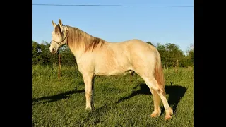 Beautiful, Grey MFT Gelding -Mighty Mouse *Consigned to the 2021 Wyo Gaited Horse Sale*