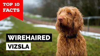 Wirehaired Vizsla - Top 10 Facts