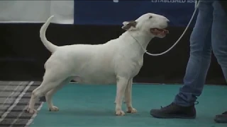 The Bull Terrier Club - Trophy Show  2016