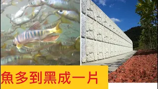 【三峽 橫溪】魚多到黑成一片 @可惜小溪哥搶太兇 #釣溪哥