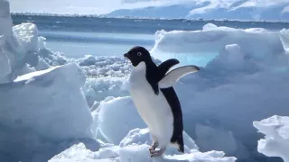 Cute Adelie Penguins on the Antarctic Sea Ice [Animals in HD]