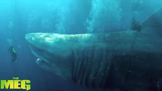 The Meg Imagine Dragons Sharks