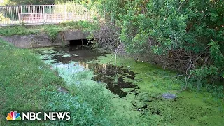 Witness recalls seeing Florida alligator with human remains in its mouth