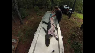 Skinning an Alligator - time lapse