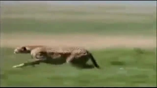 110kmh Cheetah attack gazelle   Wild Animal Attack Video