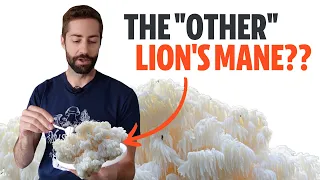 I found the "other Lion's Mane" and ate it (Hericium coralloides, aka Coral Tooth Fungus)