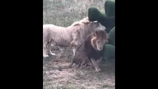 💕Львы напали на быка. Юный Кай и Алекс. #shorts #animals #lions