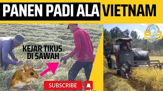 BEGINI CARA PANEN PADI DI VIETNAM  DENGAN TEKNOLOGI MODERN DAN MEMBURU TIKUS DI SAWAH‼️  #youtubers